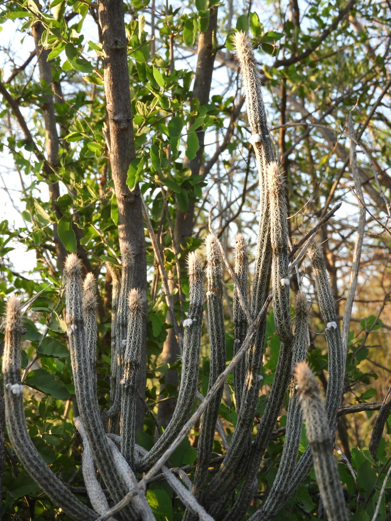 Echinocereus poselgeri, Coahuila, MX