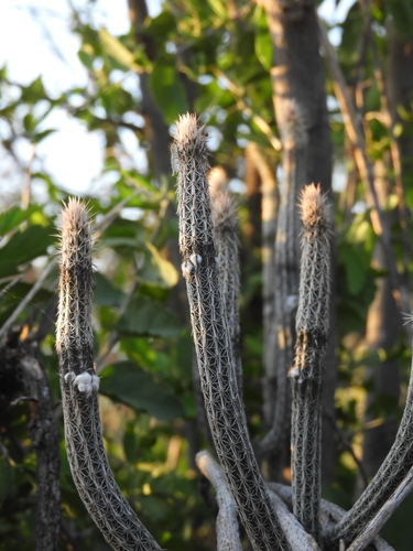 Echinocereus poselgeri