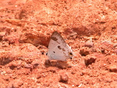 Hypolycaena othona