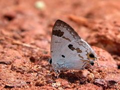 Hypolycaena othona