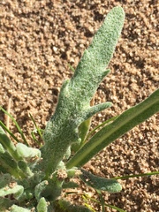 Baileya pauciradiata