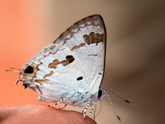 Hypolycaena othona