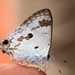 Hypolycaena othona - Photo (c) Vijay Barve,  זכויות יוצרים חלקיות (CC BY)