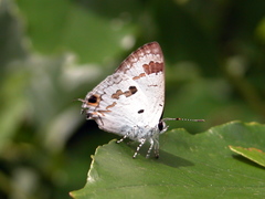 Hypolycaena othona