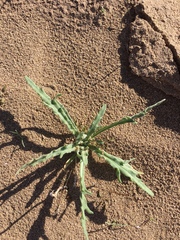 Baileya pauciradiata