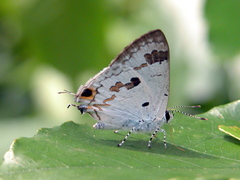 Hypolycaena othona