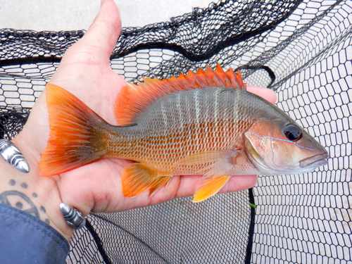Dog snapper (Lutjanus jocu) — Lutjanidae — 3