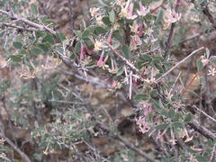 Symphoricarpos longiflorus
