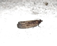 Cryptaspasma querula