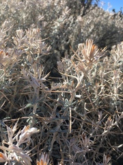 Tetradymia stenolepis