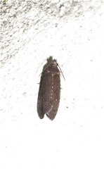 Cryptaspasma querula