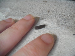 Cryptaspasma querula