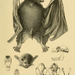 Musky Fruit Bats - Photo Drawing author: Johann Daniel Lebrecht (J.D.L.) Franz Wagner (1810-after 1864) / Book author: Paul Matschie (1861-1926)., no known copyright restrictions (public domain)