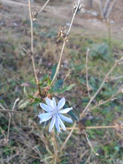 Cichorium intybus