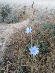 Cichorium intybus