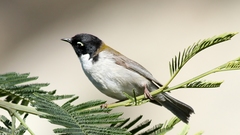 Melithreptus affinis