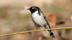 Melithreptus affinis