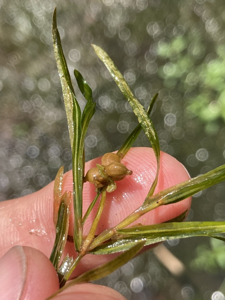Hill's pondweed