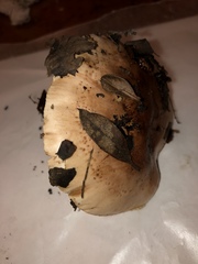 Tricholoma manzanitae