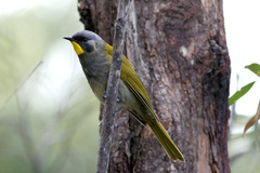 Nesoptilotis flavicollis