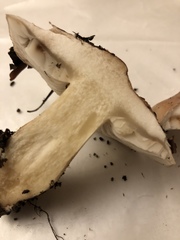 Tricholoma manzanitae