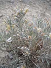 Tetradymia canescens thorneae