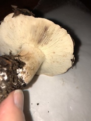 Tricholoma manzanitae