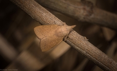 Pararguda tephropsis