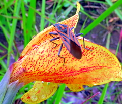 Spilostethus rivularis