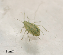 Capitophorus shepherdiae