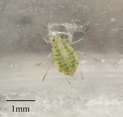 Capitophorus shepherdiae