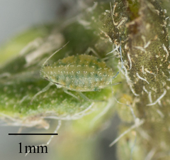 Capitophorus shepherdiae