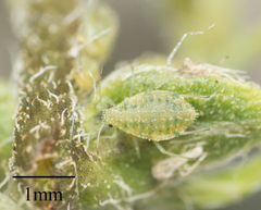 Capitophorus shepherdiae