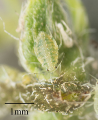 Capitophorus shepherdiae