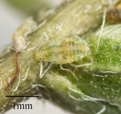 Capitophorus shepherdiae