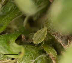 Capitophorus shepherdiae