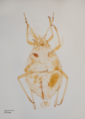 Capitophorus shepherdiae
