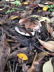 Tricholoma manzanitae