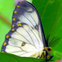 Pseudaphelia apollinaris