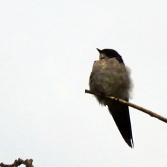 Hirundo dimidiata