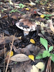Tricholoma manzanitae