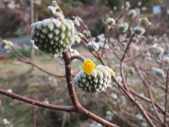 Edgeworthia chrysantha