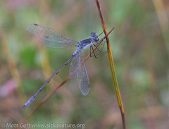 Lestes disjunctus