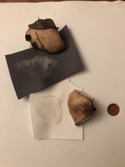 Tricholoma manzanitae