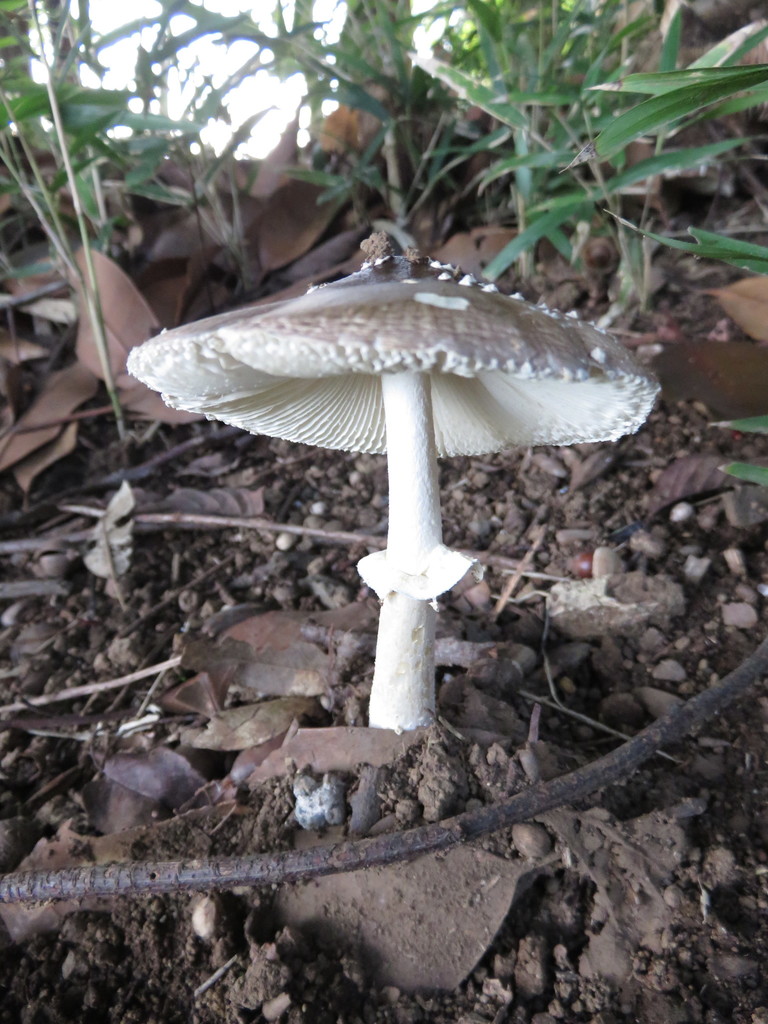 Amanita subglobosa