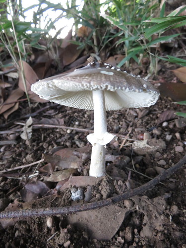 Amanita subglobosa