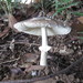 Amanita subglobosa