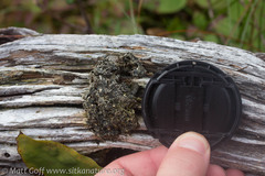 Odocoileus hemionus sitkensis