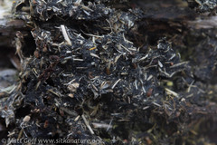 Odocoileus hemionus sitkensis