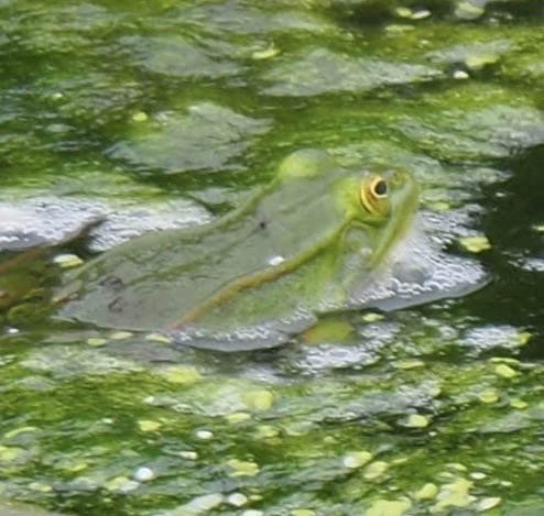 Wasserfrösche